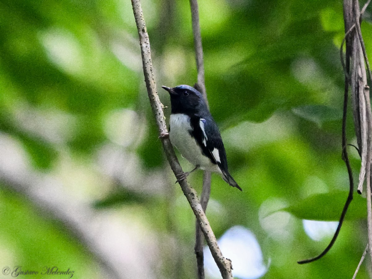 Black-throated Blue Warbler - ML644831848