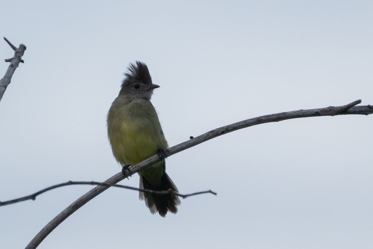 Желтобрюхая эления - ML644831851