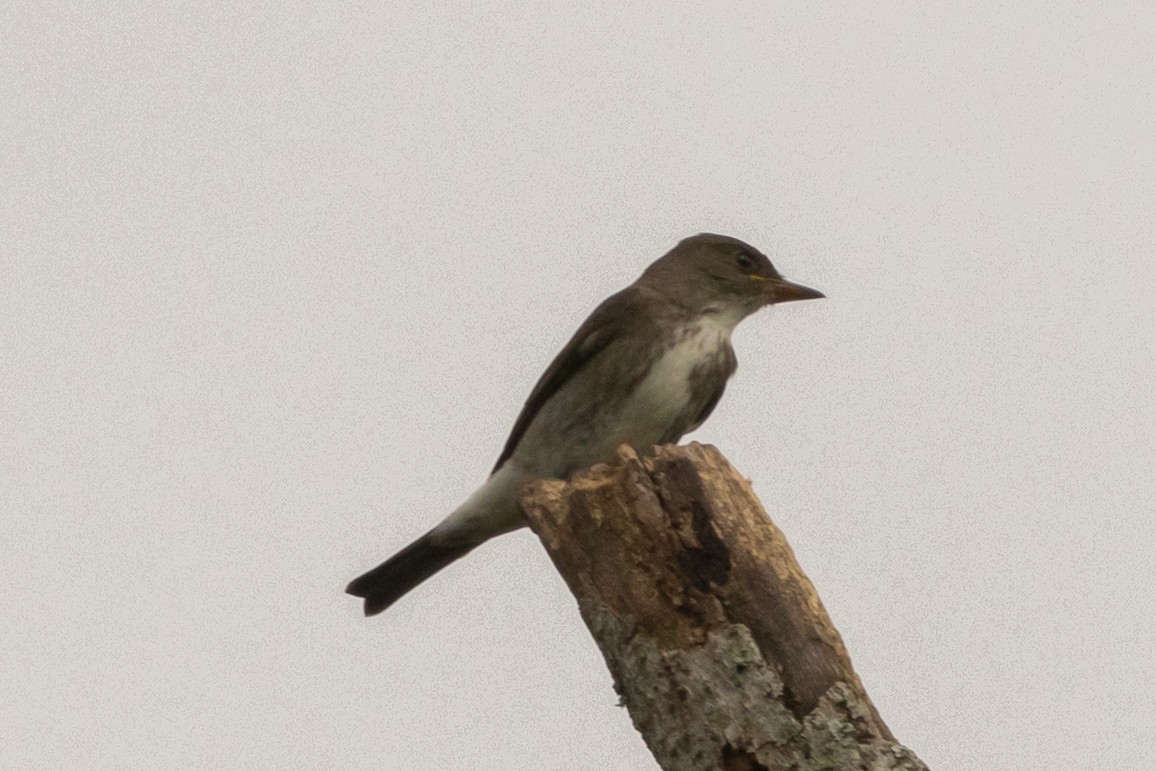 ナキヒタキモドキ - ML644831858