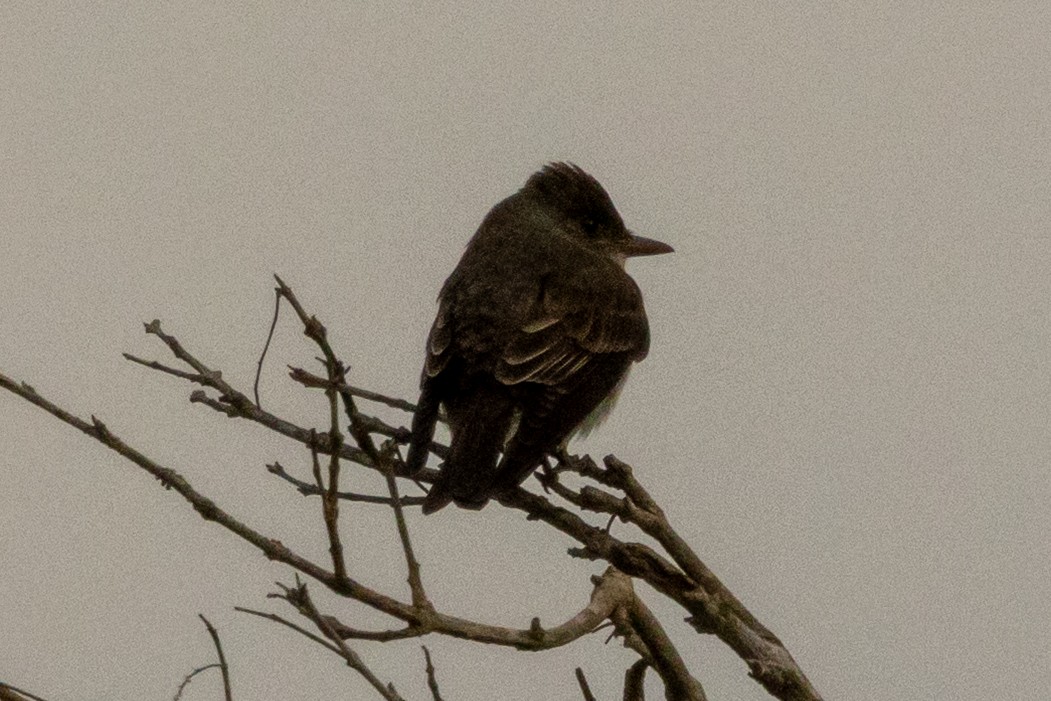 ナキヒタキモドキ - ML644831859