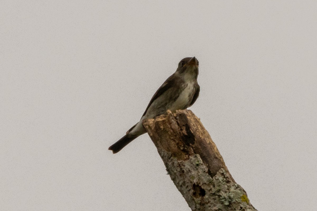 ナキヒタキモドキ - ML644831860