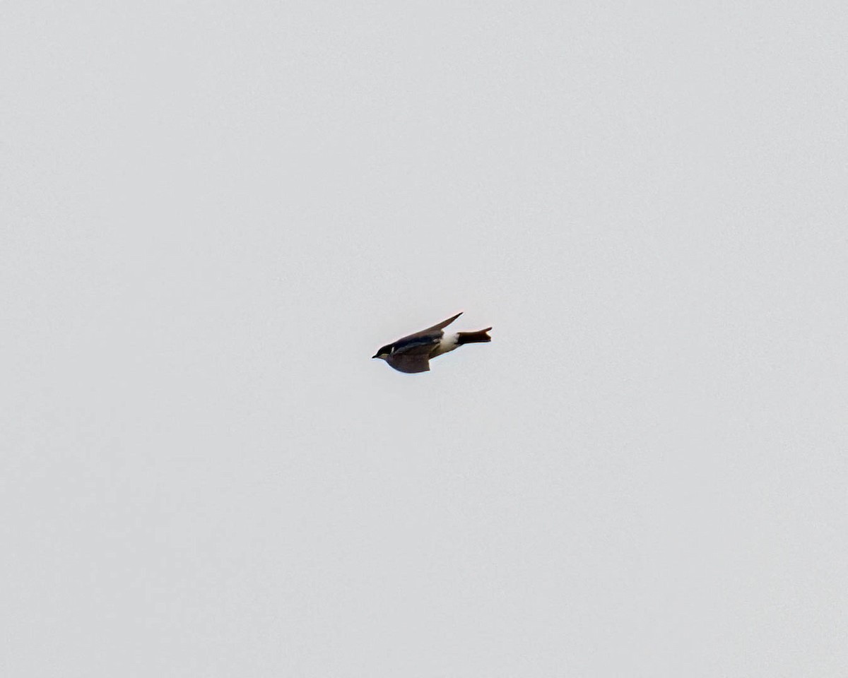 コシジロミドリツバメ - ML644831866