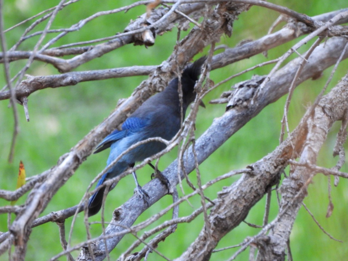 Chara de Steller - ML644831876