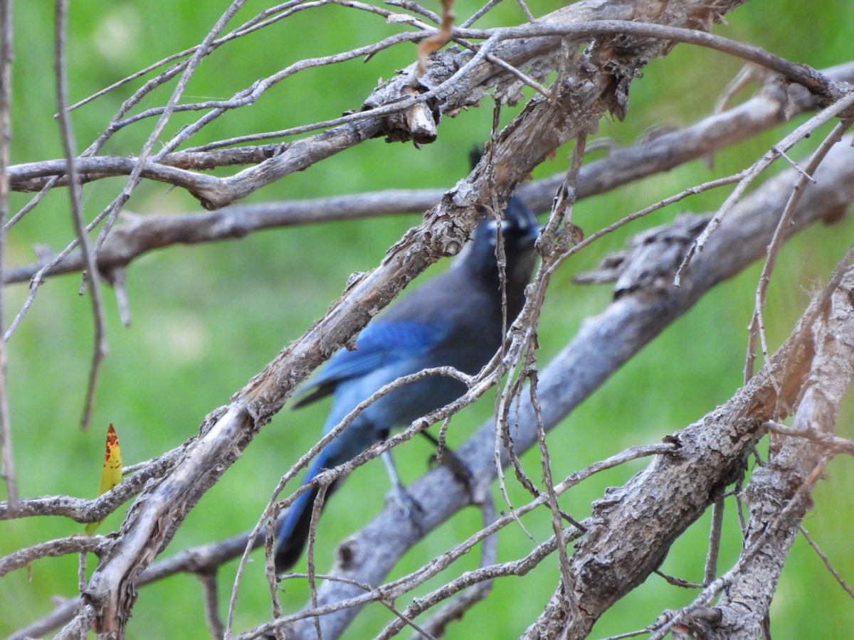 Chara de Steller - ML644831877