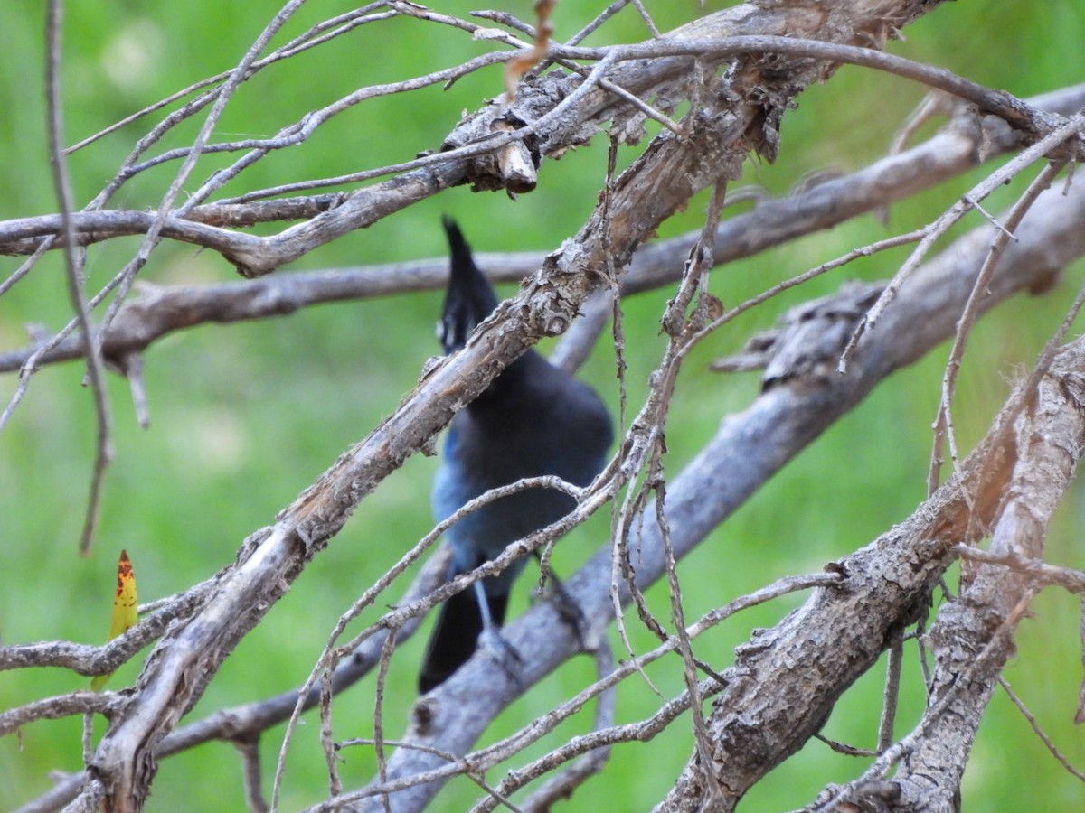 Chara de Steller - ML644831878