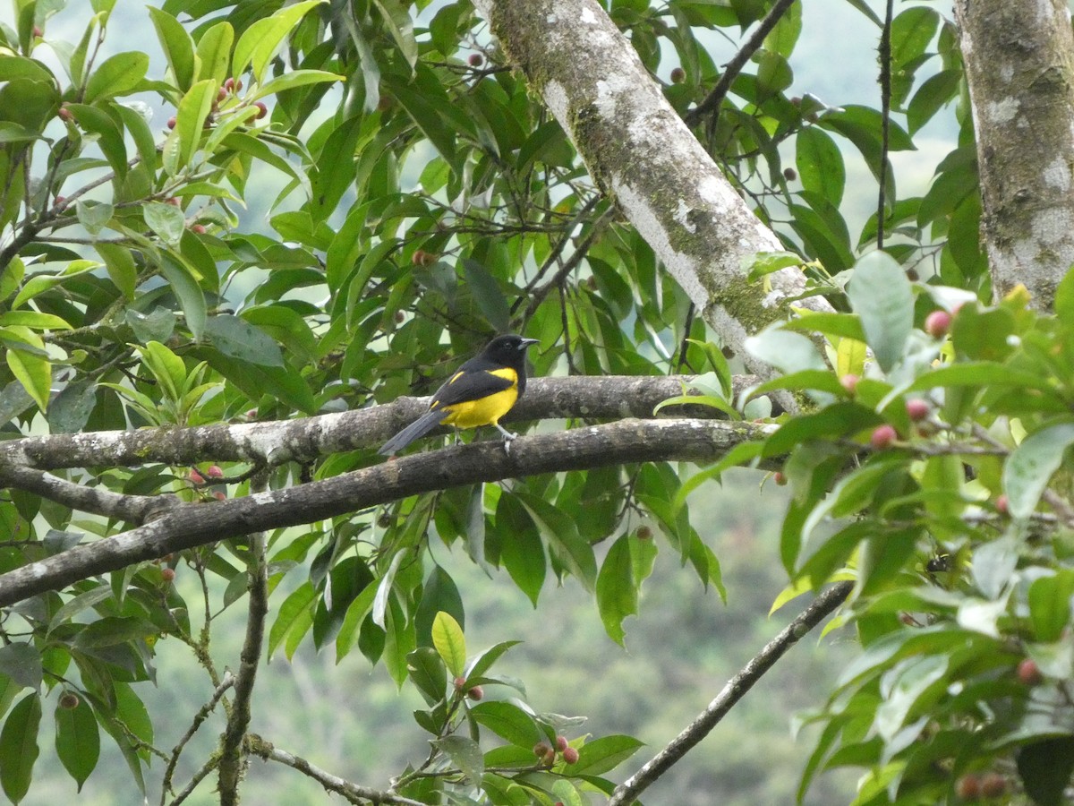 Black-cowled Oriole - ML644831892