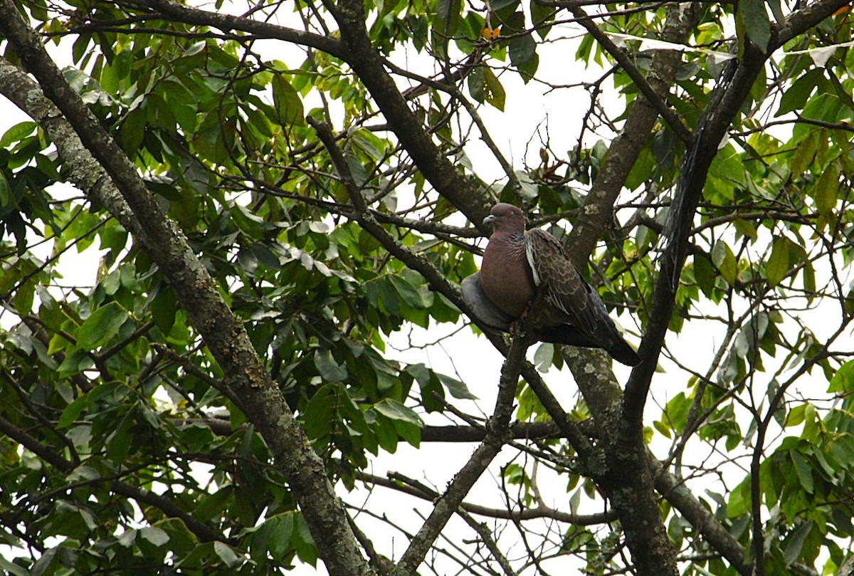 アカメバト - ML644831905