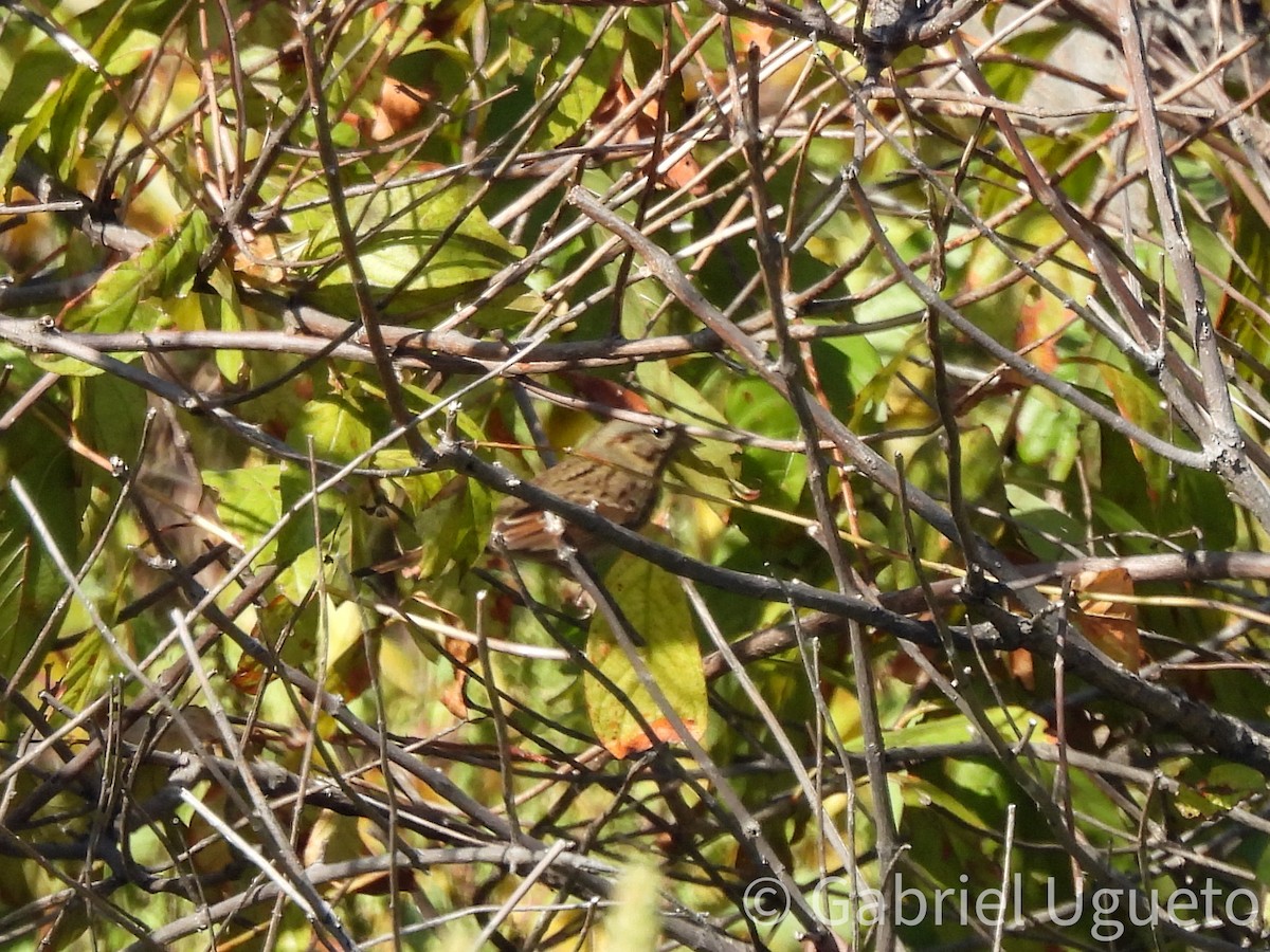 Lincoln's Sparrow - ML644831933