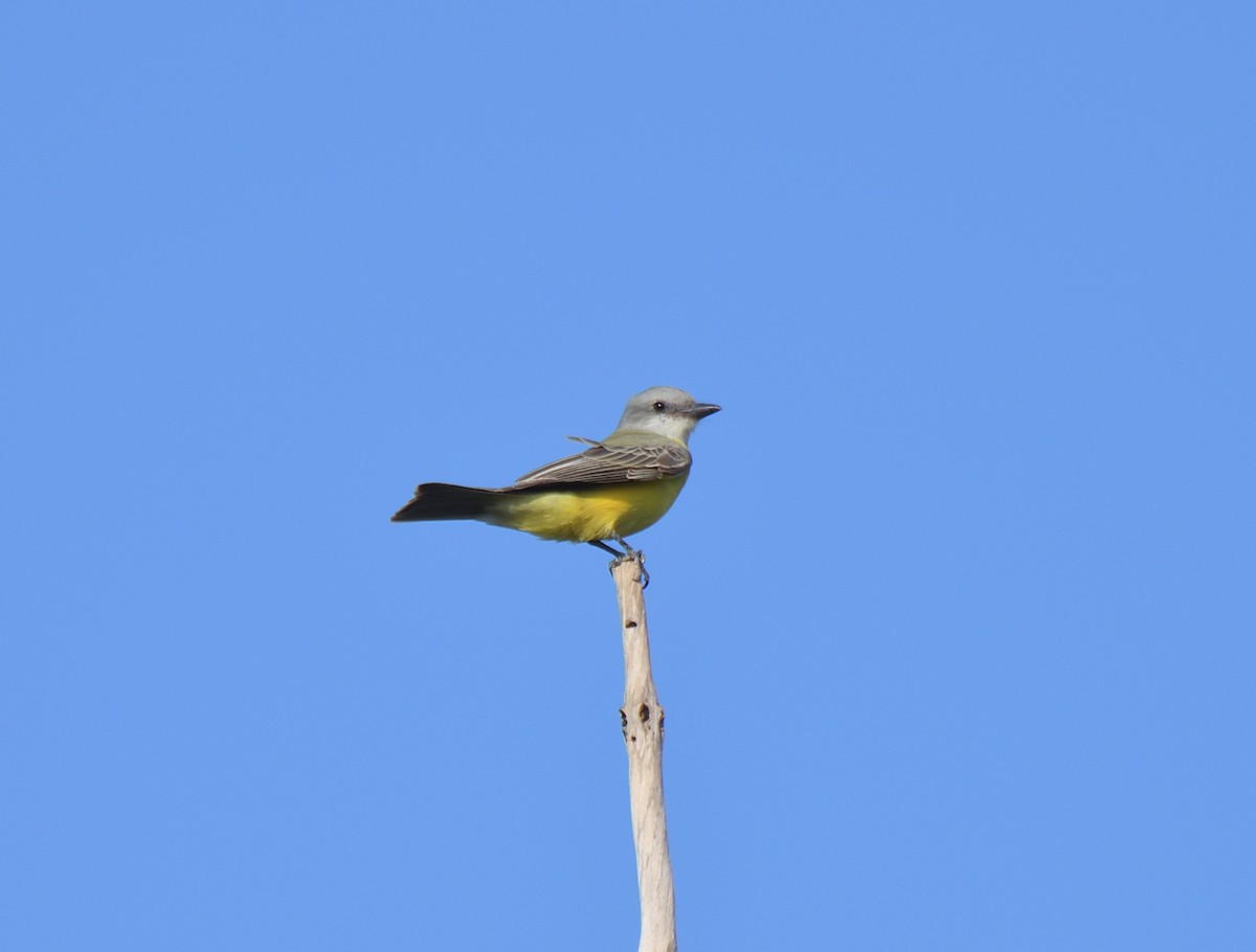 Couch's Kingbird - ML644831940