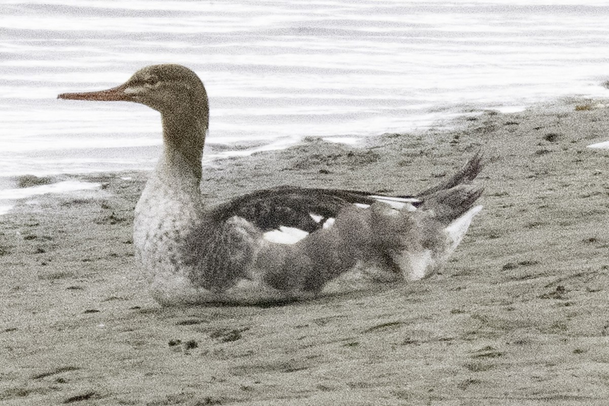 Red-breasted Merganser - ML644831947