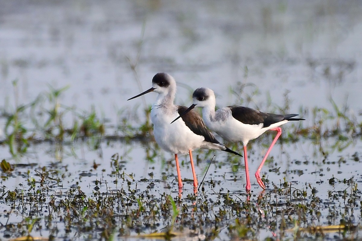 Black-winged Stilt - ML644831949