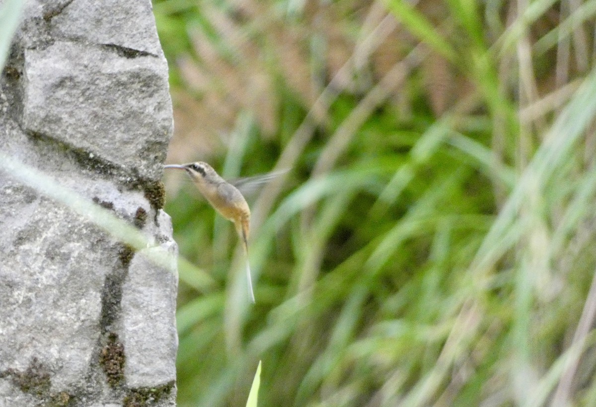 Tawny-bellied Hermit - ML644831952