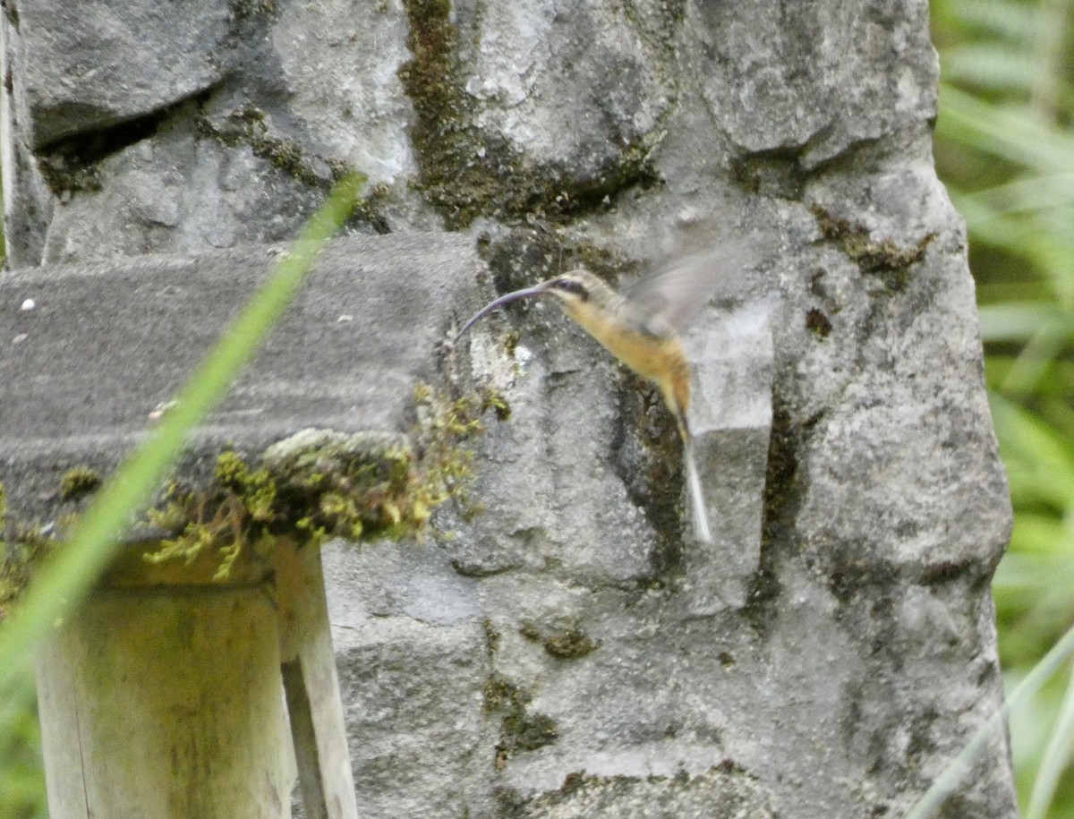Tawny-bellied Hermit - ML644831954