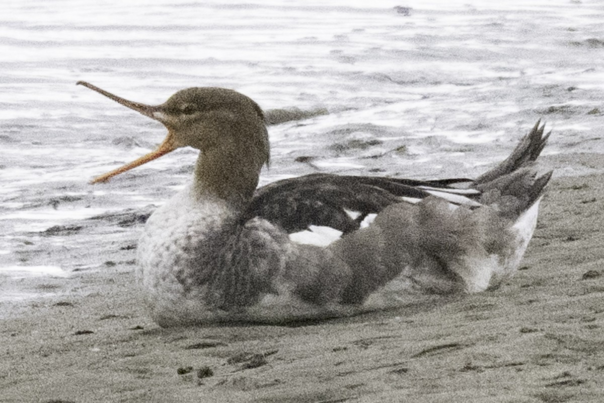 Red-breasted Merganser - ML644831957