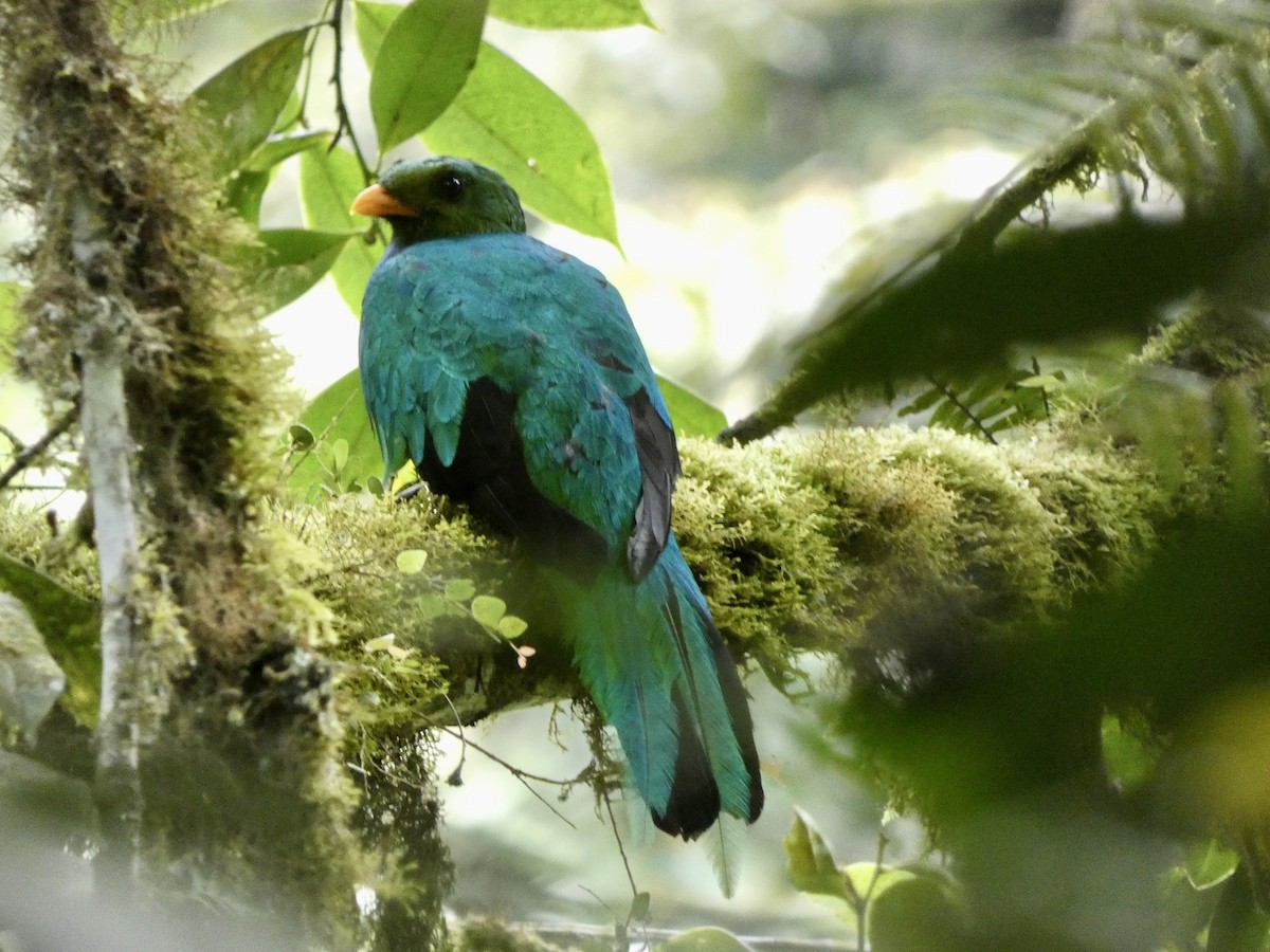 Golden-headed Quetzal - ML644831995