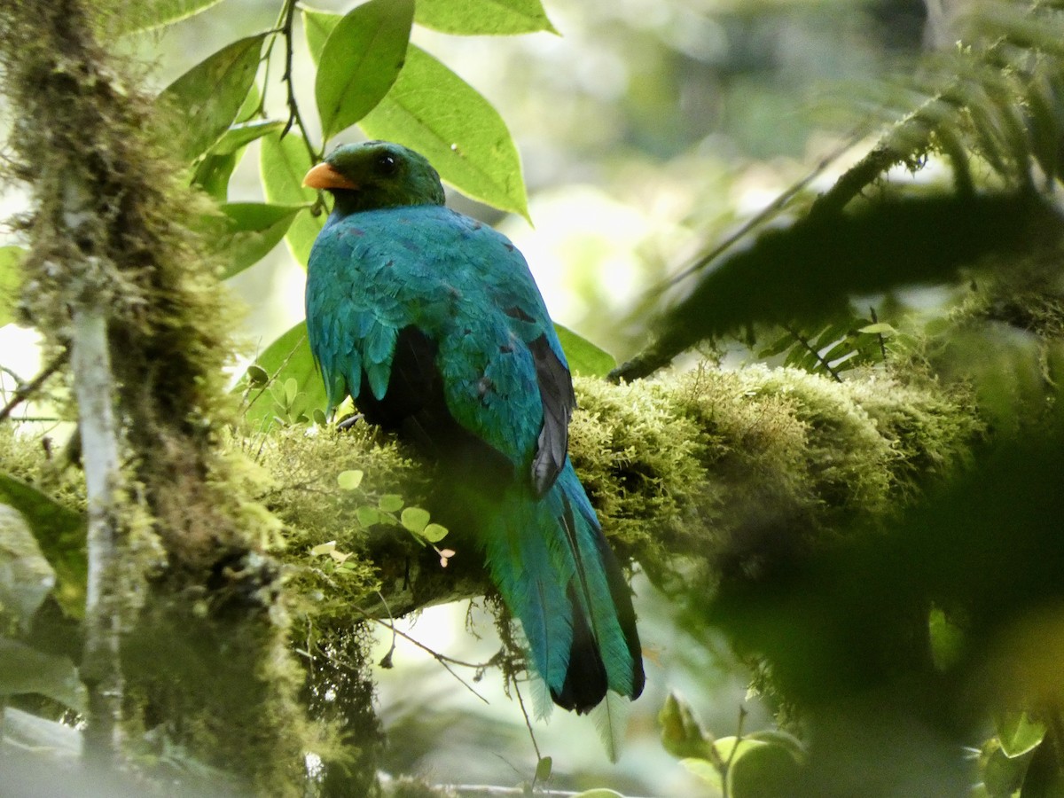 Golden-headed Quetzal - ML644831996