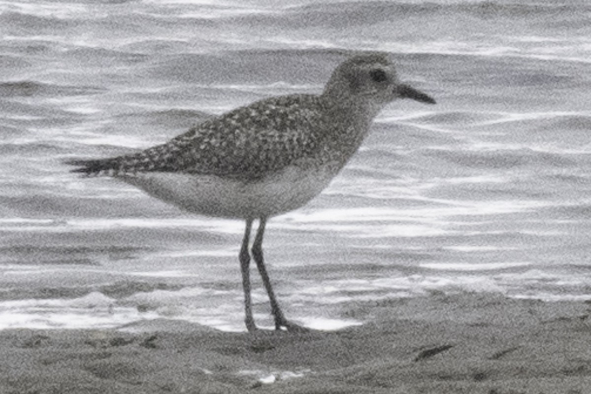 ダイゼン - ML644832001