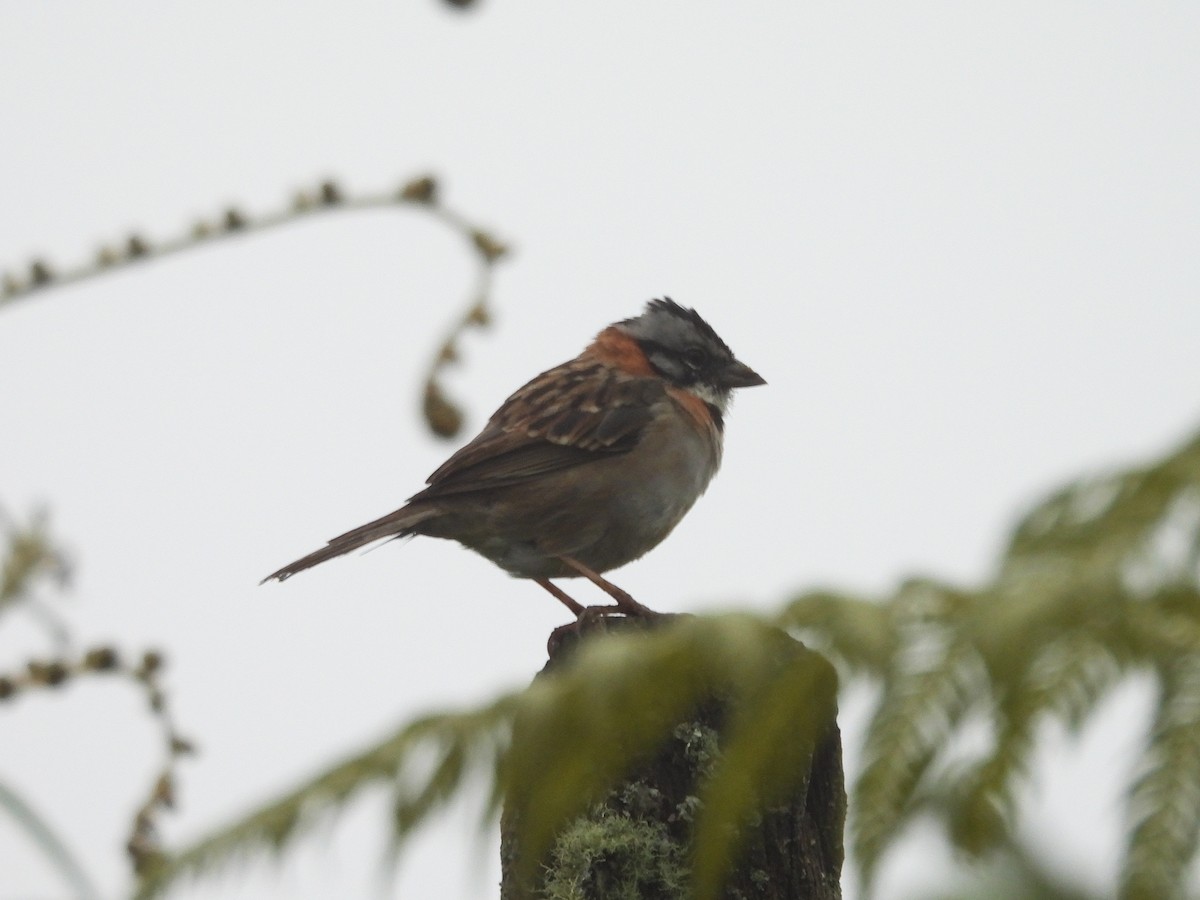 Morgenammer - ML644832004