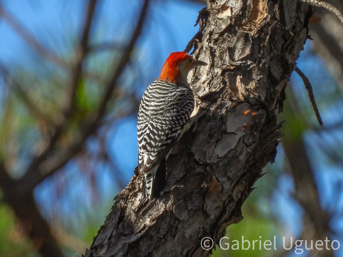 Carolinaspecht - ML644832011