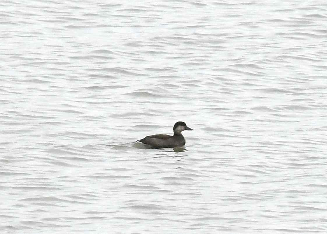 amerikasvartand - ML644832013