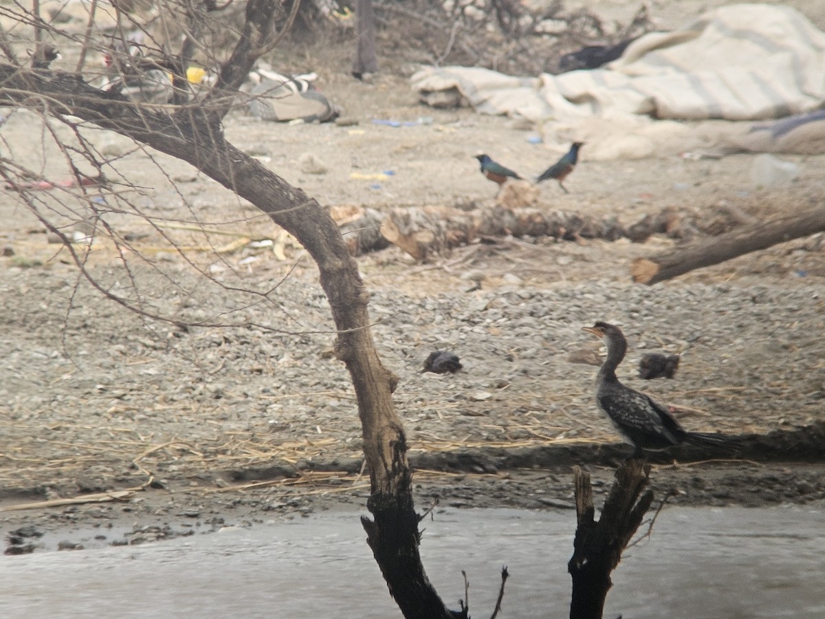 langstjertskarv - ML644832015