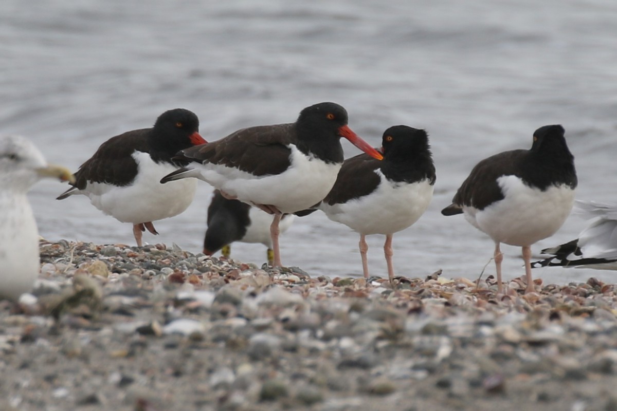 American Oystercatcher - ML644832018