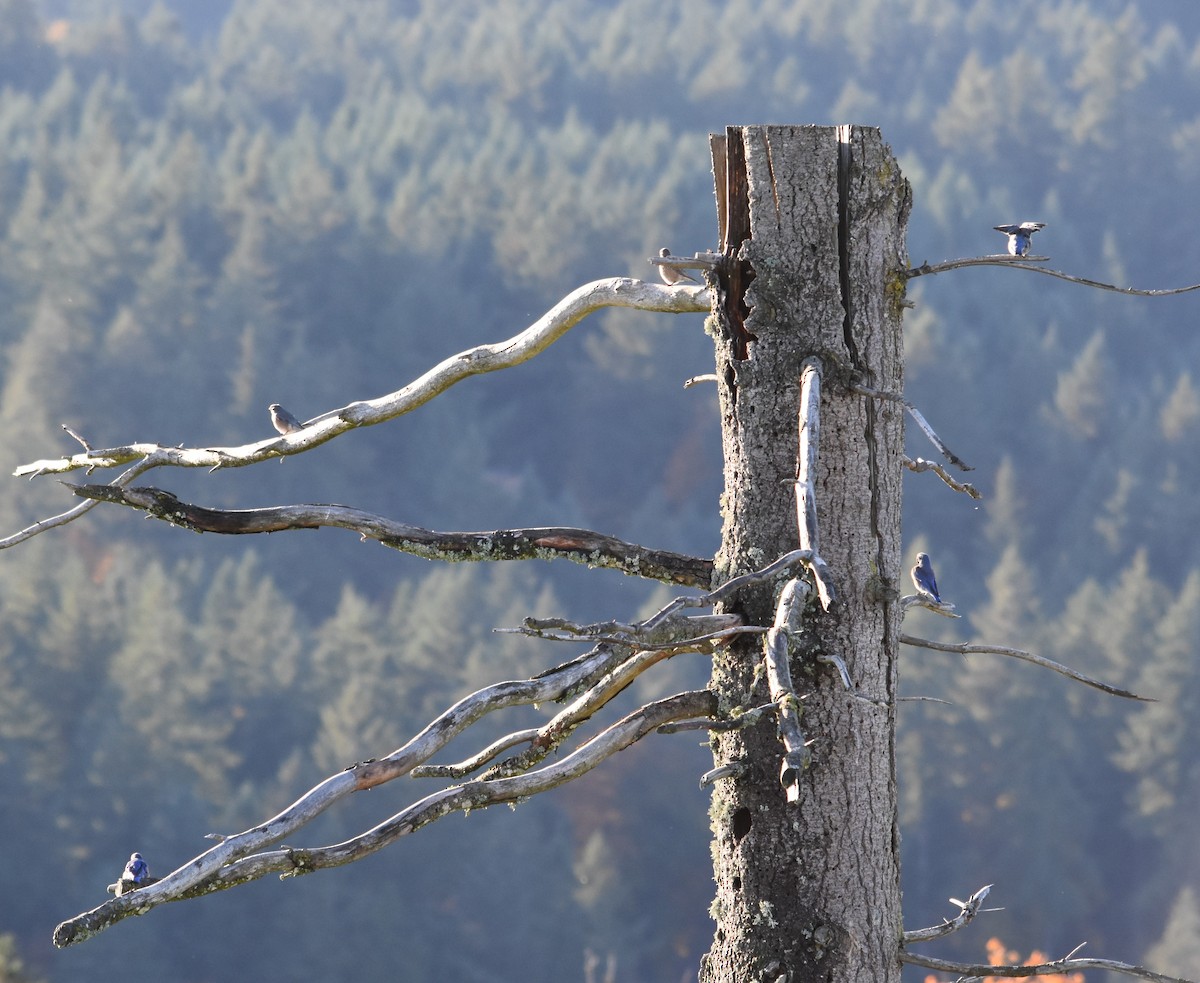 vestblåfugl - ML644832021