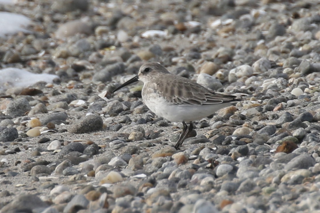 Чернозобик - ML644832033