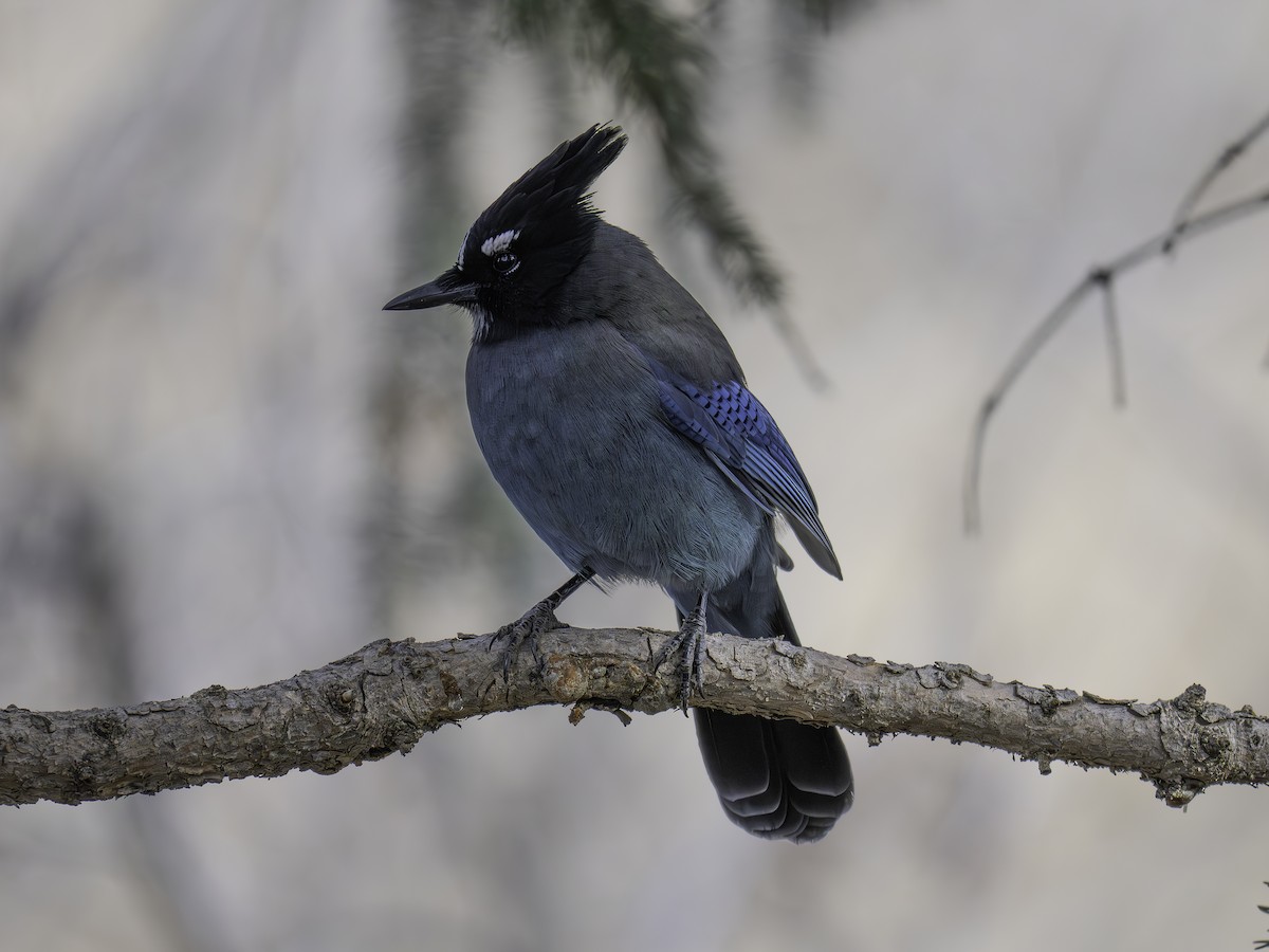 Chara de Steller - ML644832041