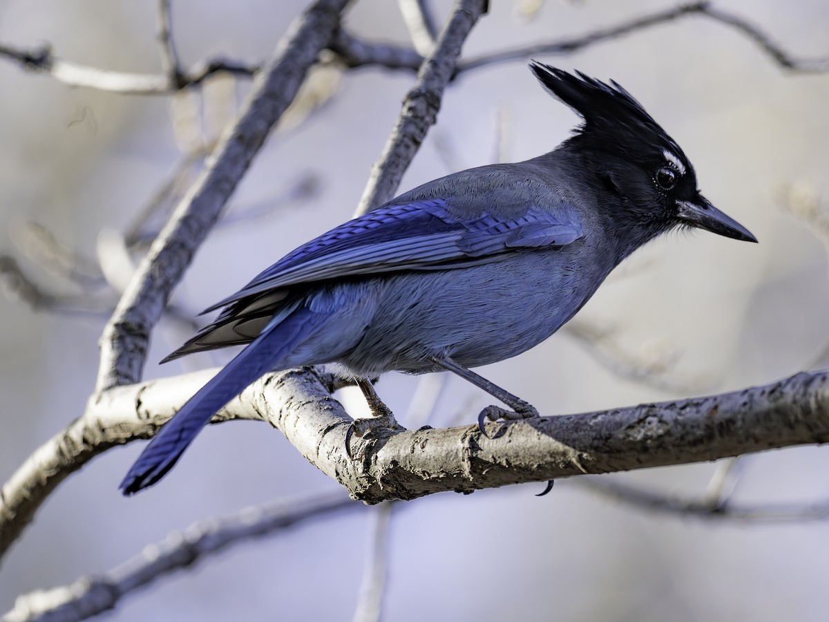 Chara de Steller - ML644832042