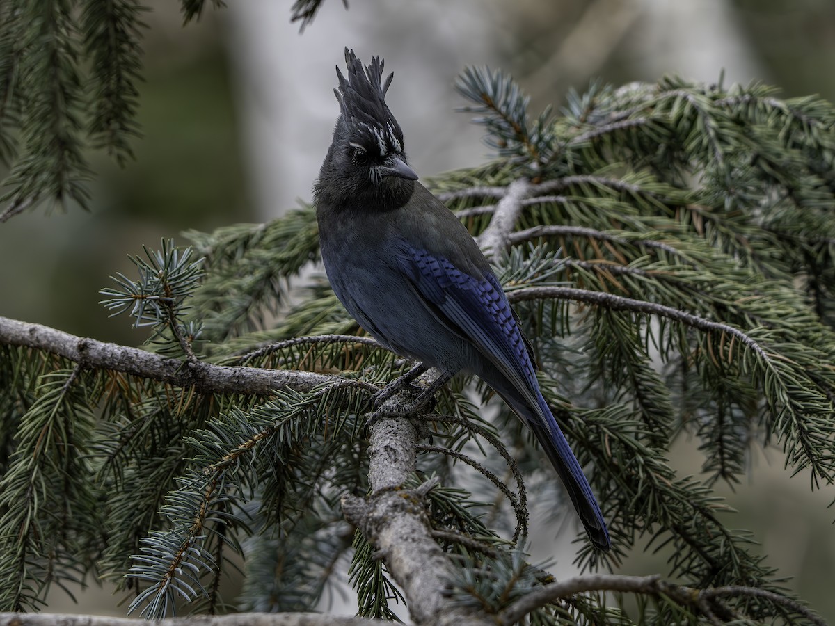 Chara de Steller - ML644832043