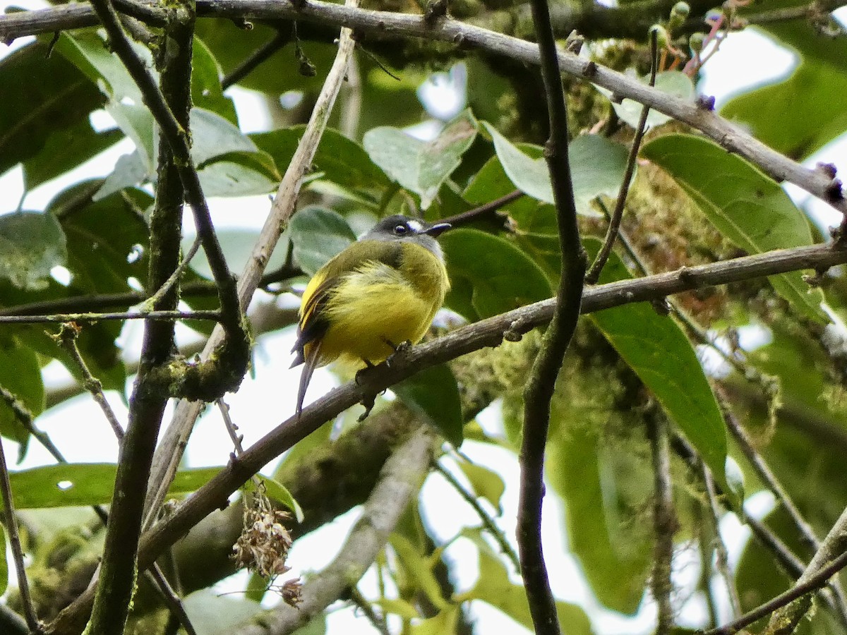 Ornate Flycatcher - ML644832048