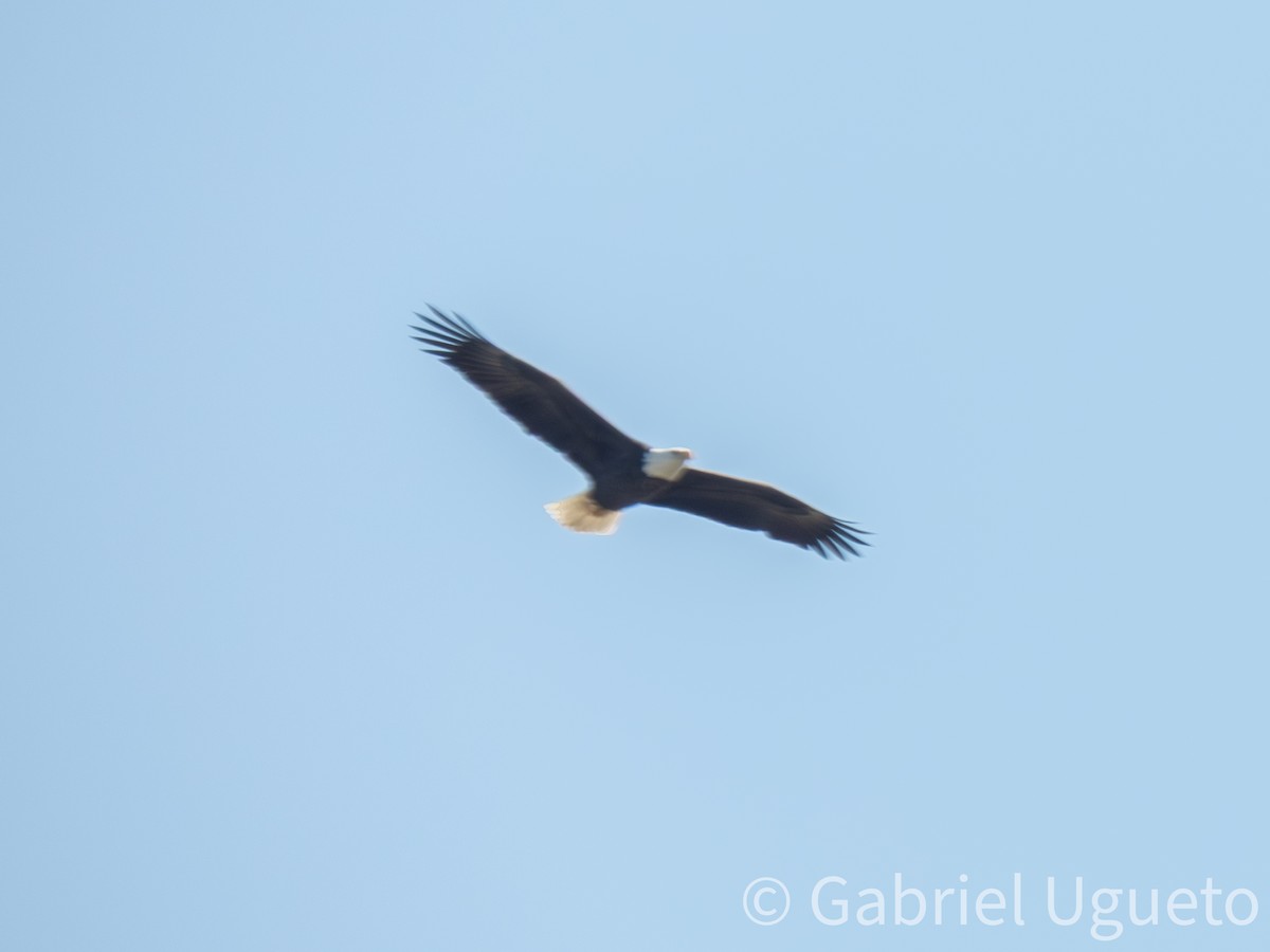 ハクトウワシ - ML644832059