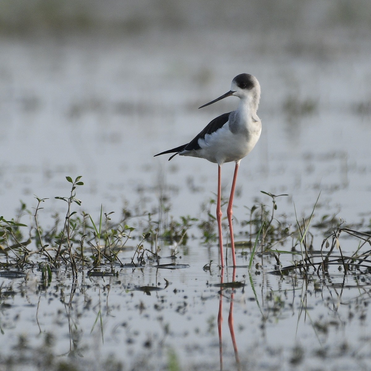 Black-winged Stilt - ML644832060