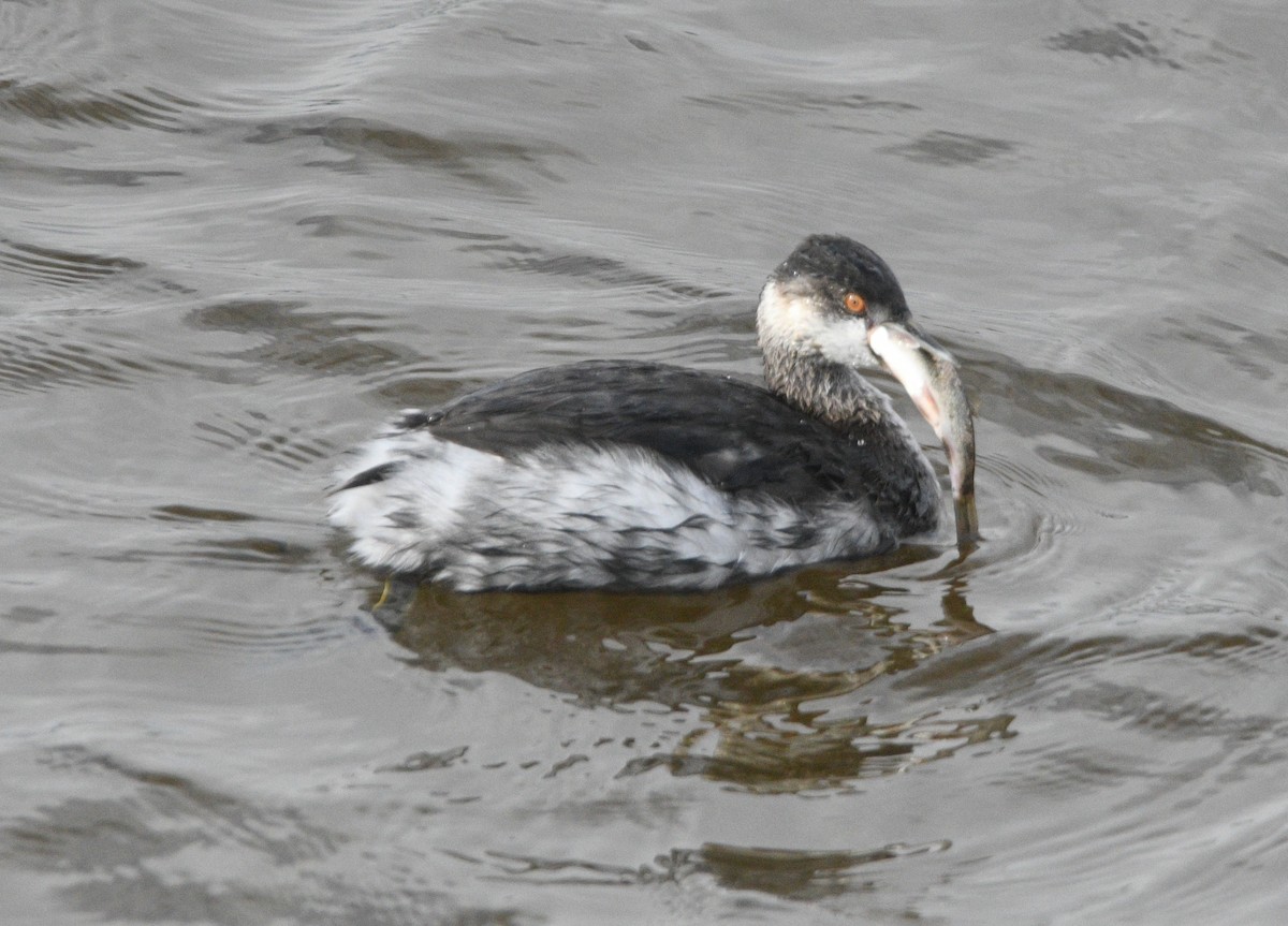 ハジロカイツブリ - ML644832064