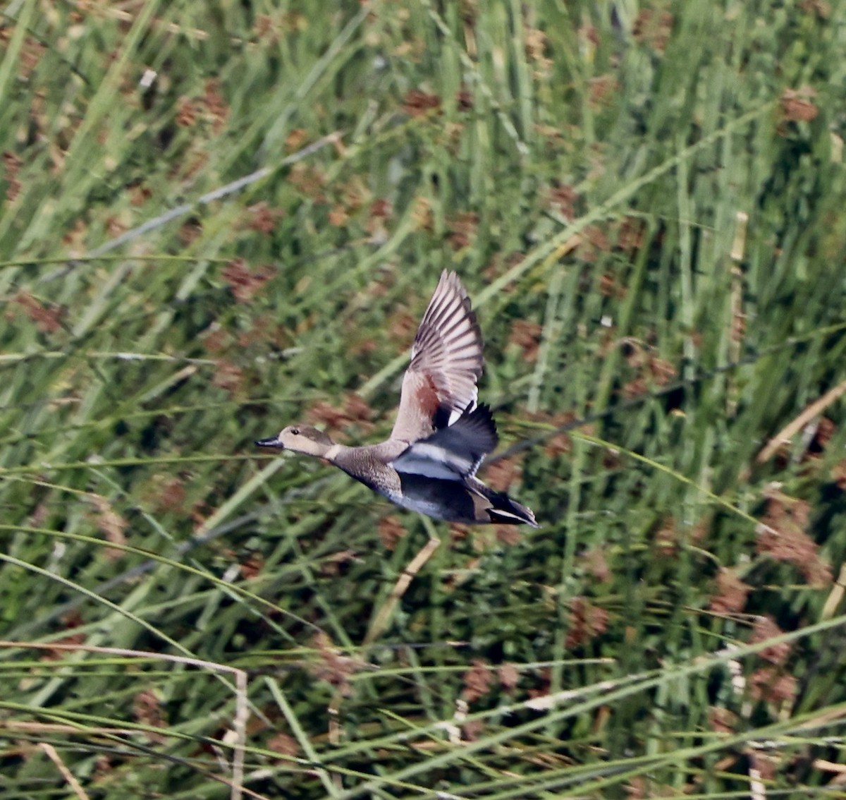 Gadwall - ML644832065