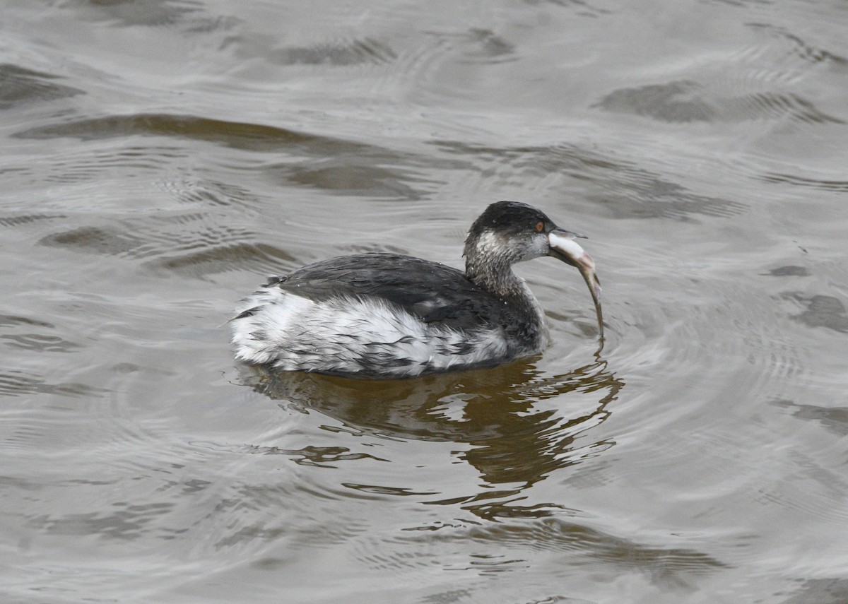 ハジロカイツブリ - ML644832066