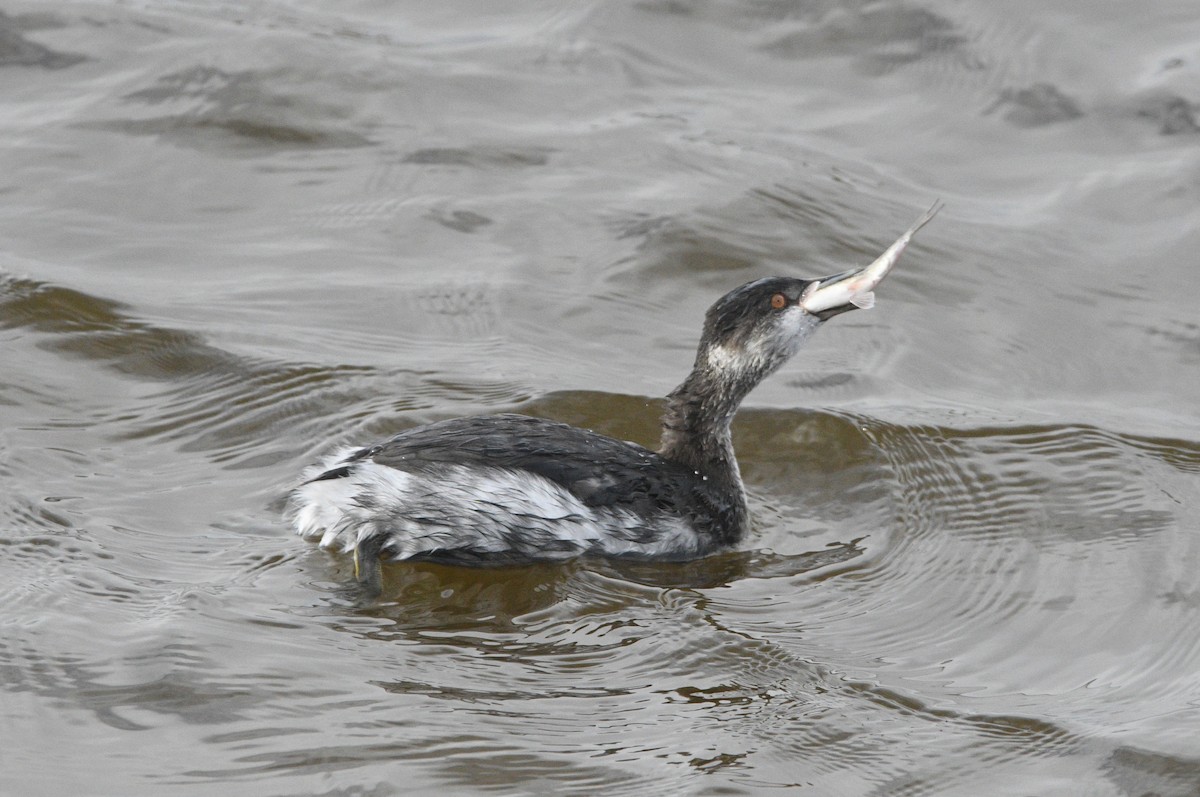 ハジロカイツブリ - ML644832070