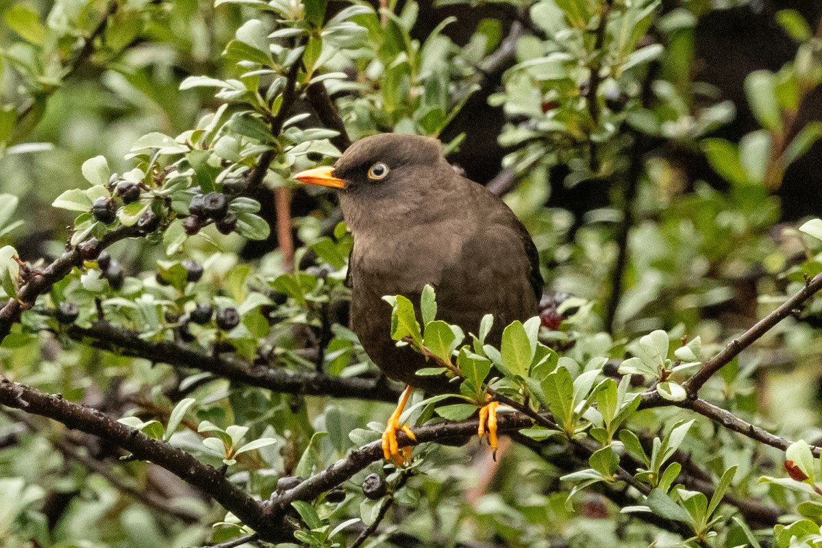 Sooty Thrush - ML644832076
