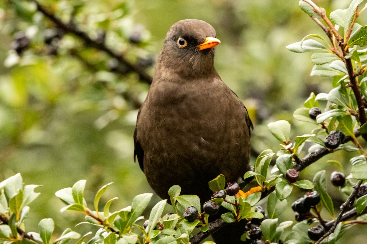 Sooty Thrush - ML644832077