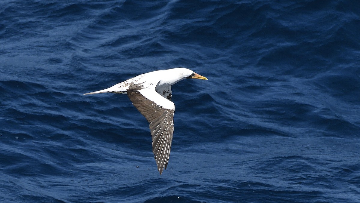 Nazca Booby - ML644832078
