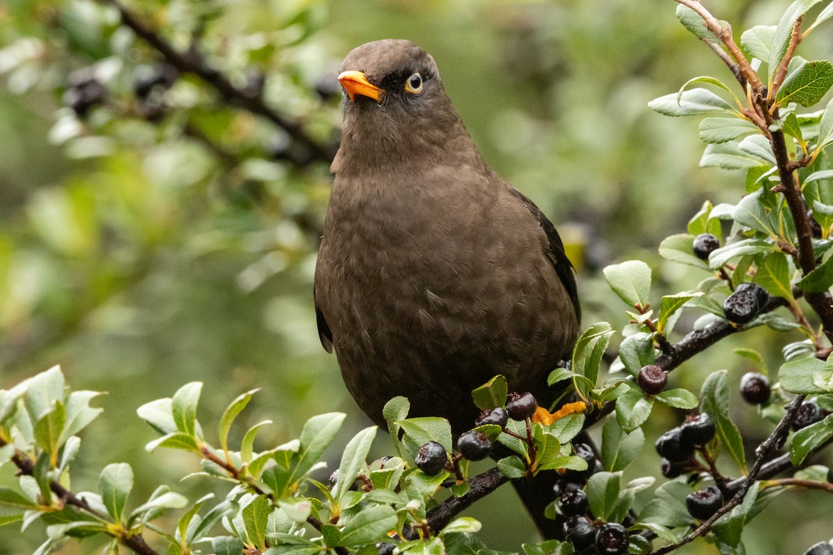 Sooty Thrush - ML644832079