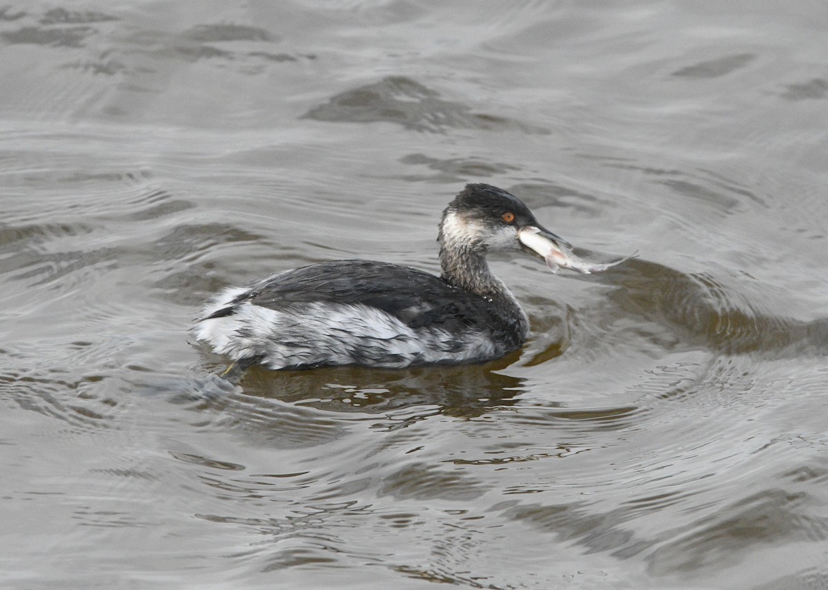 ハジロカイツブリ - ML644832080