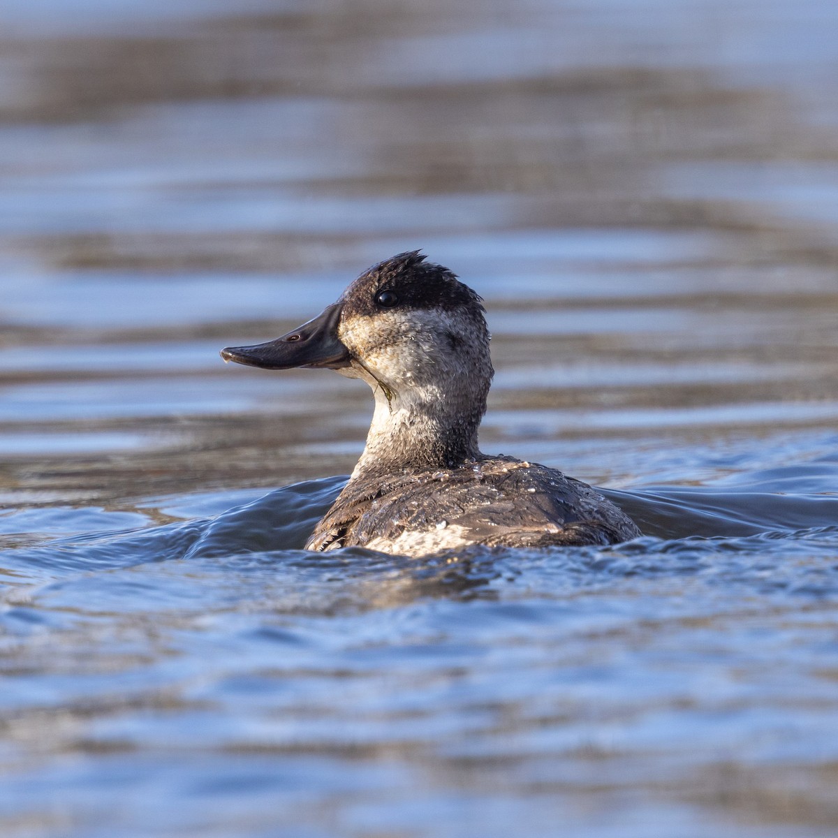 Американская савка - ML644832081
