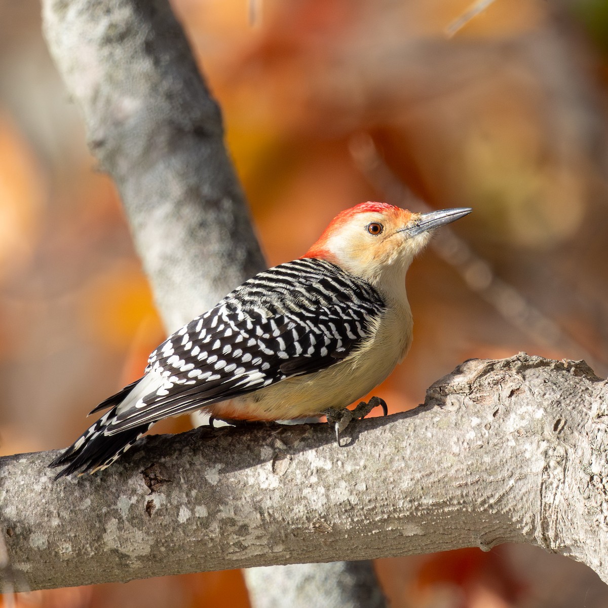 Carolinaspecht - ML644832083