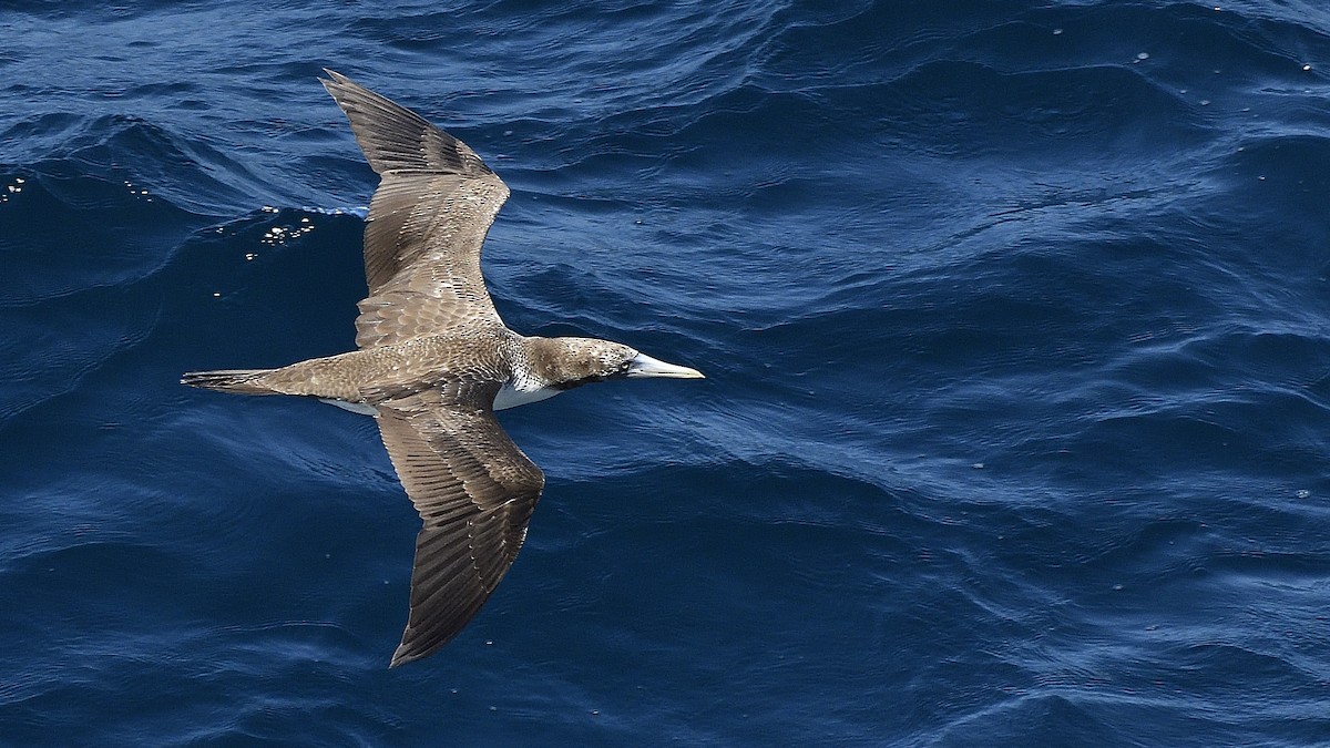 Nazca Booby - ML644832085