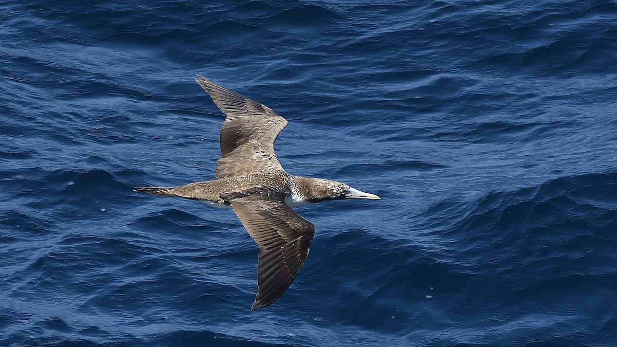 Nazca Booby - ML644832091