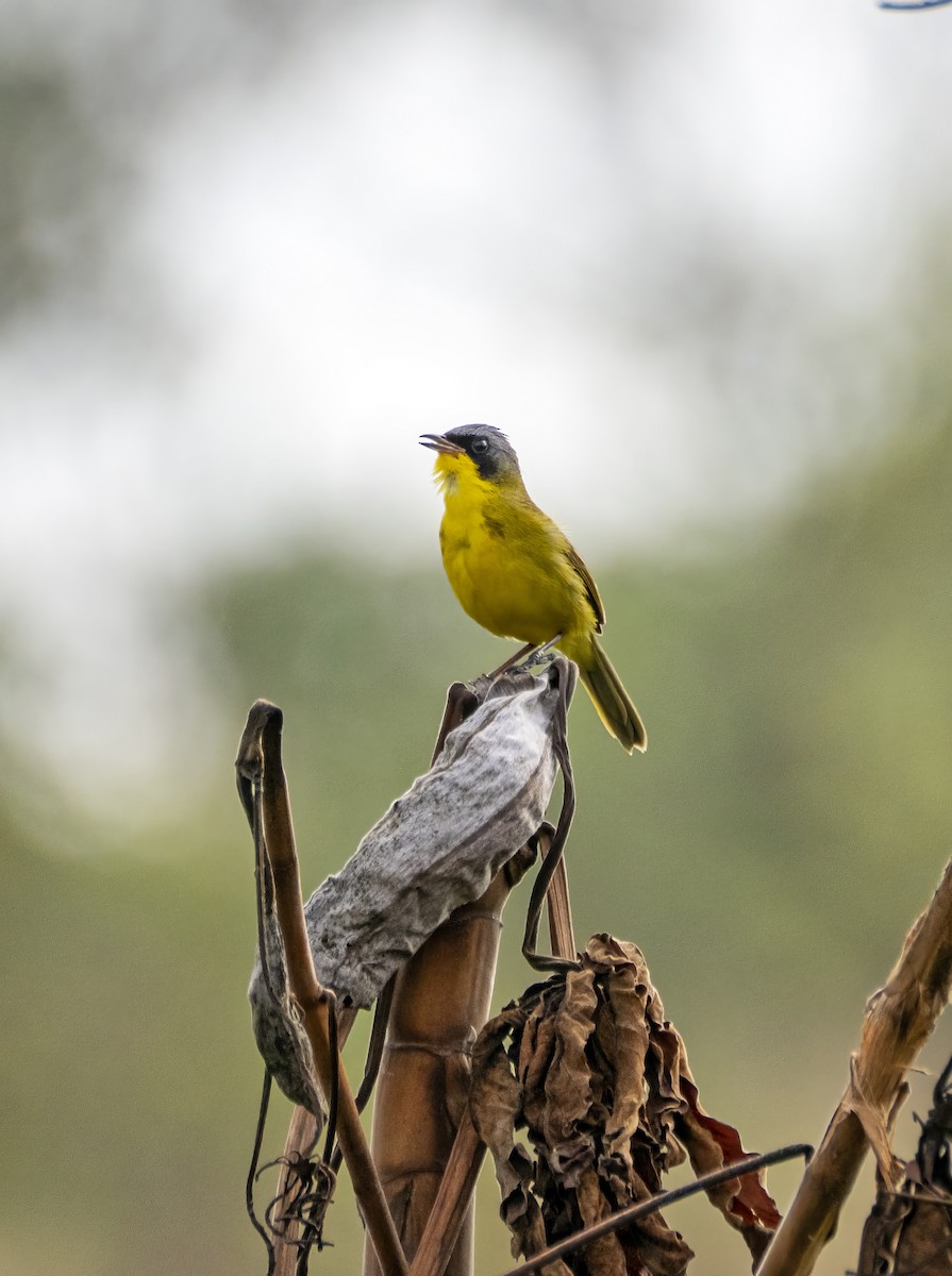 Жовтогорлик східний - ML644832097