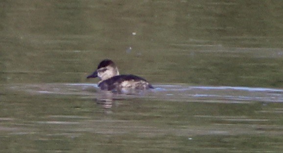 Американская савка - ML644832099