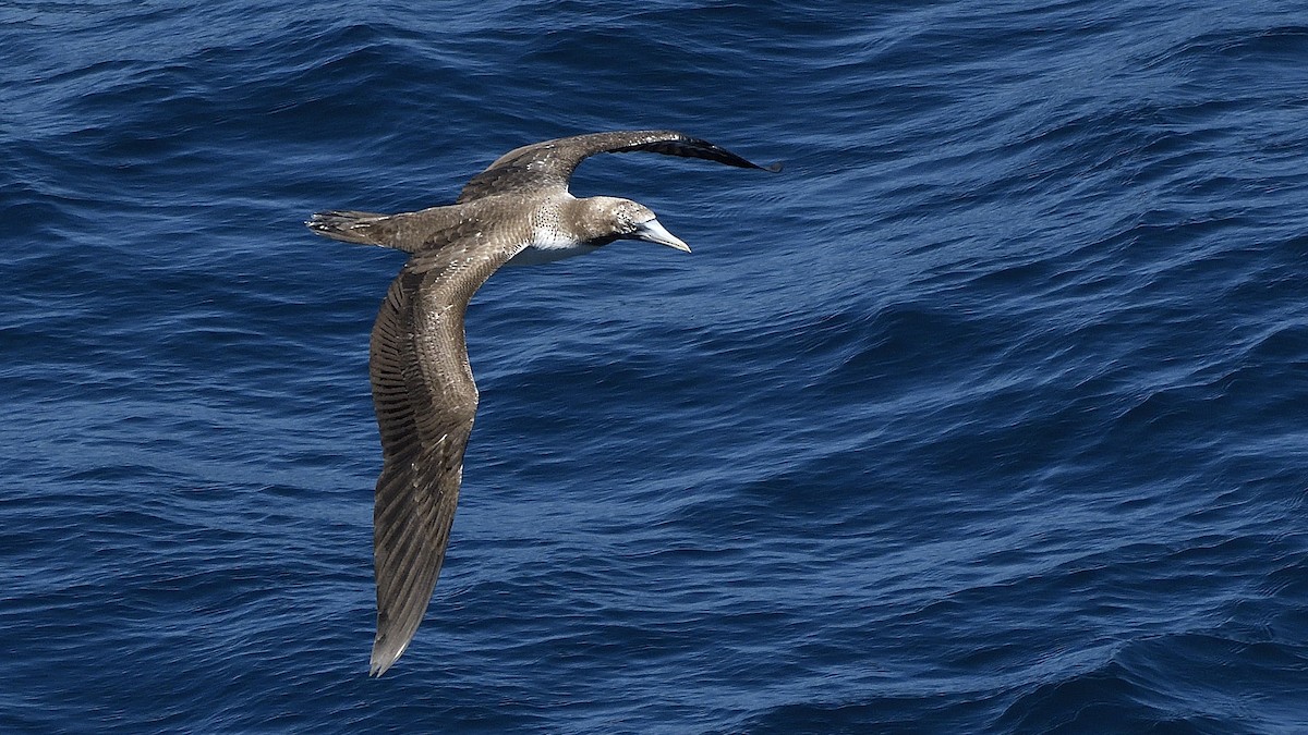Nazca Booby - ML644832101